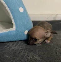 Bears boy ⚾️, a male Chihuahua for sale in Mulberry, FL – 4 of 5