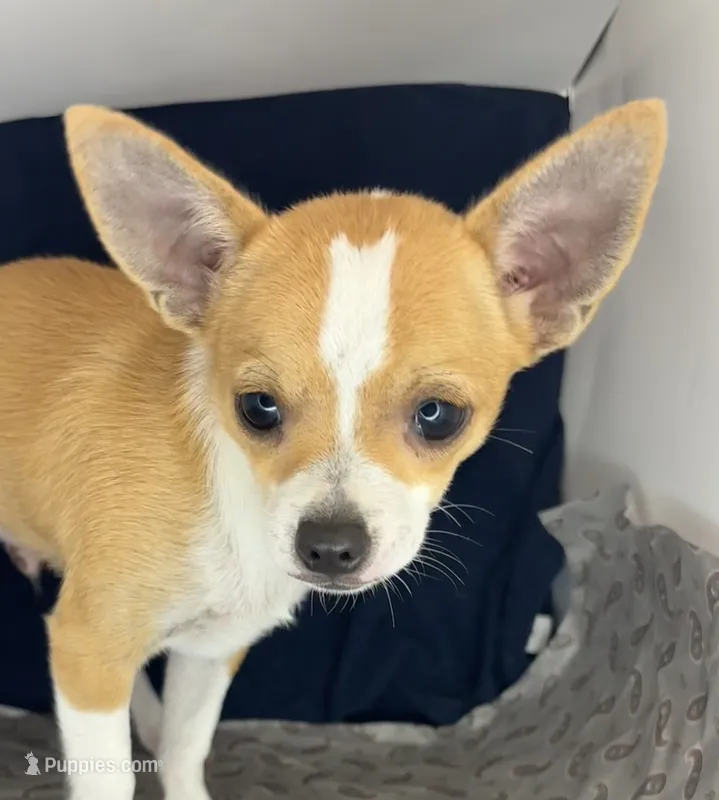 Petunia‘s boy⚾️ – Chihuahua puppy for sale in Mulberry, FL