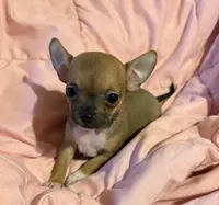 Bear girl 👠👠, a female Chihuahua for sale in Mulberry, FL – 4 of 4