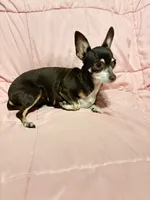 Alice , a female Chihuahua for sale in Mulberry, FL – 3 of 5