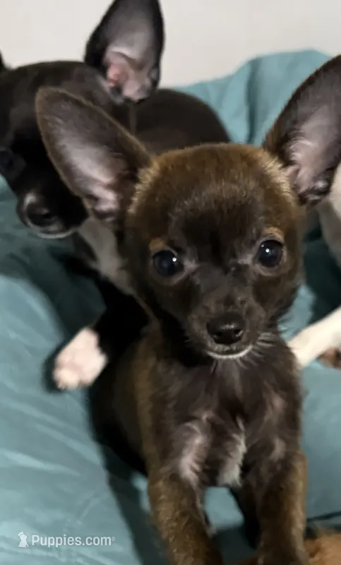Meeka’s boy🦋 – Chihuahua puppy for sale in Mulberry, FL