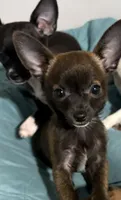 Meeka’s boy🦋, a male Chihuahua for sale in Mulberry, FL – 1 of 9