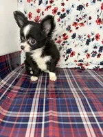 Rosemarys long coat, girl💕, a female Chihuahua for sale in Mulberry, FL – 3 of 5