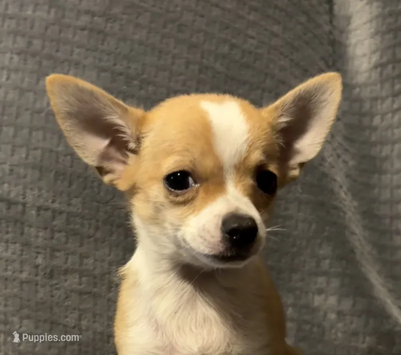 Petunia‘s boy⚾️ – Chihuahua puppy for sale in Mulberry, FL
