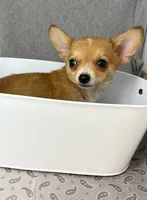 Alice boy 🦕, a male Chihuahua for sale in Mulberry, FL – 2 of 7