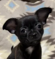 Missy’s boy , a male Chihuahua for sale in Mulberry, FL – Photo 3 of 5