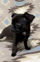 Missy’s boy , a male Chihuahua for sale in Mulberry, FL – Photo 2 of 5