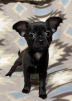 Missy’s boy , a male Chihuahua for sale in Mulberry, FL – Photo 4 of 5