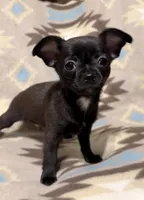 Missy’s boy , a male Chihuahua for sale in Mulberry, FL – Photo 5 of 5