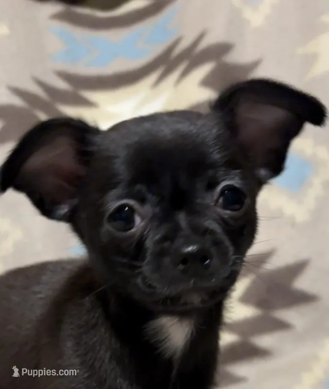 Missy’s boy  – Chihuahua puppy for sale in Mulberry, FL