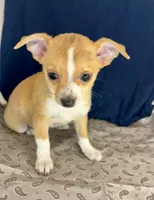 Cutie 🥎P, a male Chihuahua for sale in Mulberry, FL – 3 of 3