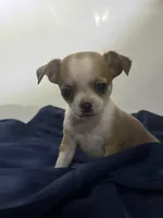 Eloise Boy 🏀, a male Chihuahua for sale in Mulberry, FL – 9 of 9