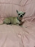Beautiful Maisie, a female Chihuahua for sale in Mulberry, FL – 3 of 5