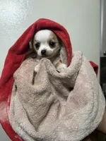 Milo ⚾️, a male Chihuahua for sale in Mulberry, FL – 4 of 9