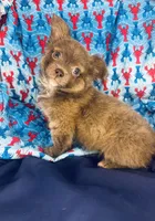 LC Boy , a male Chihuahua for sale in Mulberry, FL – Photo 4 of 4