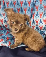 LC Boy , a male Chihuahua for sale in Mulberry, FL – Photo 1 of 4