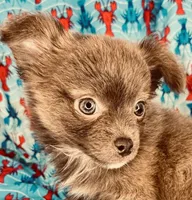 LC Boy , a male Chihuahua for sale in Mulberry, FL – Photo 2 of 4