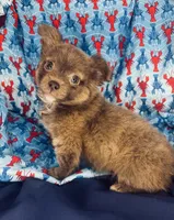 LC Boy , a male Chihuahua for sale in Mulberry, FL – Photo 3 of 4