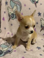 Meeka’s fawn 💕, a female Chihuahua for sale in Mulberry, FL – 2 of 10