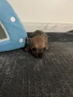 Bears boy ⚾️, a male Chihuahua for sale in Mulberry, FL – 2 of 5
