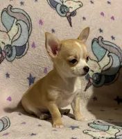 Meeka’s fawn 💕, a female Chihuahua for sale in Mulberry, FL – 3 of 10