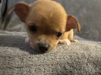 Petunia‘s boy⚾️⚾️, a male Chihuahua for sale in Mulberry, FL – 2 of 5
