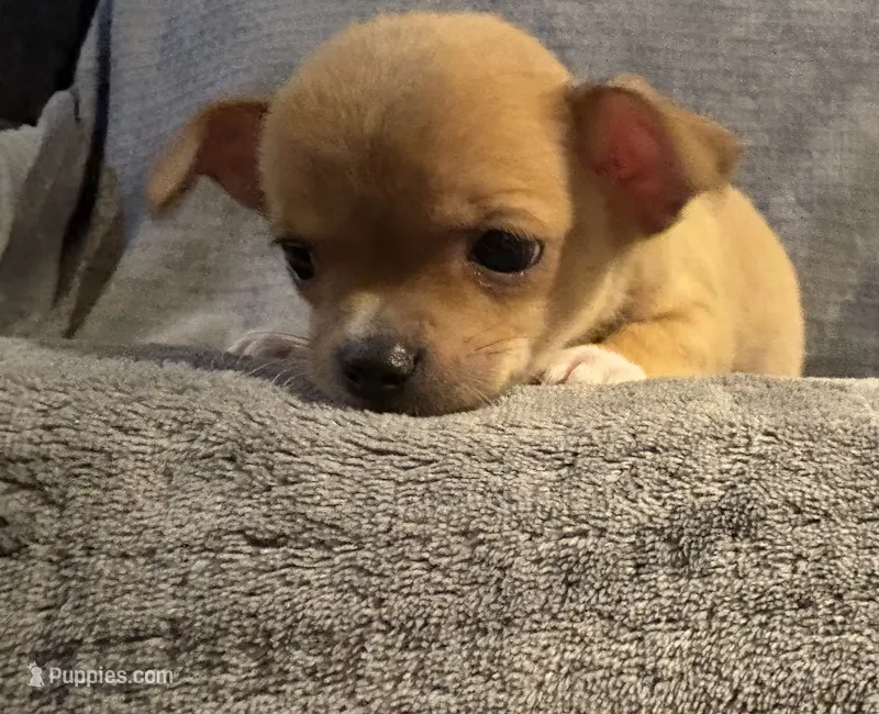 Petunia‘s boy⚾️⚾️ – Chihuahua puppy for sale in Mulberry, FL