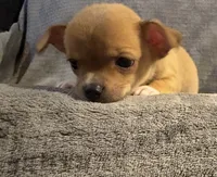 Petunia‘s boy⚾️⚾️, a male Chihuahua for sale in Mulberry, FL – 3 of 5
