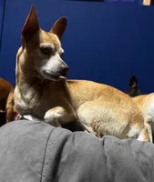 Lindy , a female Chihuahua for sale in Mulberry, FL – 2 of 4