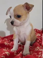 Eloise’s pup🌺🌺, a female Chihuahua for sale in Mulberry, FL – 2 of 6