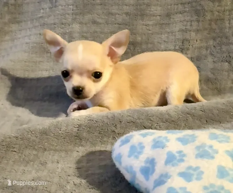 Bears boy  – Chihuahua puppy for sale in Mulberry, FL