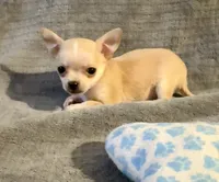Bears boy , a male Chihuahua for sale in Mulberry, FL – 1 of 7