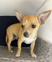 Petunia‘s boy⚾️⚾️, a male Chihuahua for sale in Mulberry, FL – 2 of 4
