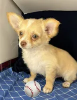 Noel’s fawn LC boy🎩, a male Chihuahua for sale in Mulberry, FL – 5 of 6