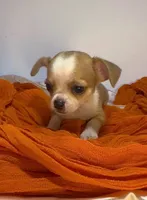 Eloise boy🏐🏐, a male Chihuahua for sale in Mulberry, FL – 7 of 9