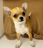 Pypers boy 🏈🏈🏈, a male Chihuahua for sale in Mulberry, FL – Photo 3 of 4