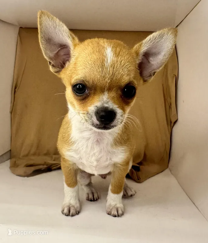Pypers boy 🏈🏈🏈, a male Chihuahua for sale in Mulberry, FL – Photo 1 of 4