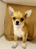 Pypers boy 🏈🏈🏈, a male Chihuahua for sale in Mulberry, FL – Photo 2 of 4