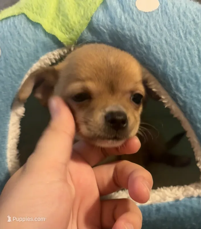 Petunia‘s boy⚾️⚾️ – Chihuahua puppy for sale in Mulberry, FL