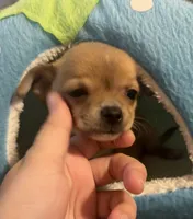 Petunia‘s boy⚾️⚾️, a male Chihuahua for sale in Mulberry, FL – 5 of 5