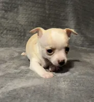 Cutie 🥎🥎🥎, a male Chihuahua for sale in Mulberry, FL – 3 of 7
