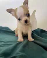 Boy E, a male Chihuahua for sale in Mulberry, FL – 3 of 4