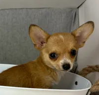 Alice boy 🦕, a male Chihuahua for sale in Mulberry, FL – 1 of 7