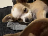 Milo🐬, a male Chihuahua for sale in Mulberry, FL – 7 of 10