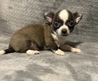 Baby boy 🥎🥎, a male Chihuahua for sale in Mulberry, FL – 6 of 7