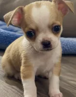 Eloise Boy 🏀, a male Chihuahua for sale in Mulberry, FL – 3 of 9