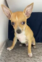 Petunia‘s boy⚾️⚾️, a male Chihuahua for sale in Mulberry, FL – 4 of 4