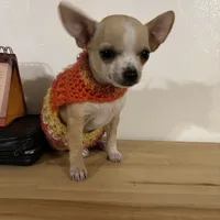 Lacey’s boy, a male Chihuahua for sale in Mulberry, FL – Photo 3 of 3