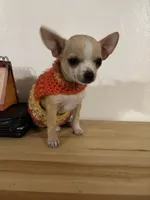 Lacey’s boy, a male Chihuahua for sale in Mulberry, FL – Photo 3 of 3