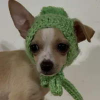 Lacey’s boy, a male Chihuahua for sale in Mulberry, FL – Photo 2 of 3